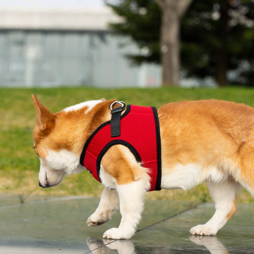 Spirit S,M, L- Soft Comfort Dog Harness – Lightweight, Secure & Easy Fit / Espiritu S,M,L - Arnés Soft Comfort para Perros – Liviano, Seguro y Cómodo