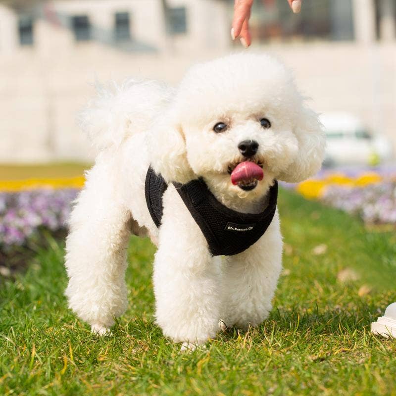 Bohio S,M,L- 🐕 Soft Comfort Dog Harness / Bohio S,M,L - Arnés Soft Comfort para Perros