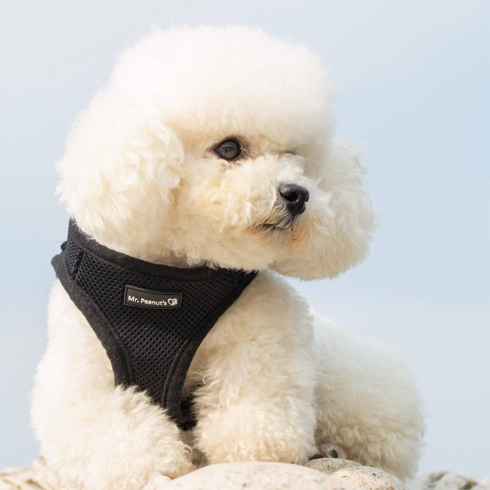 Bohio S,M,L- 🐕 Soft Comfort Dog Harness / Bohio S,M,L - Arnés Soft Comfort para Perros