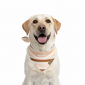 🐾 BOHIO YUKIYU™ Blush Garden Reversible Bandana – M, L
Soft Floral | Blush Caramel Stripe - Crafted by our artisan partner