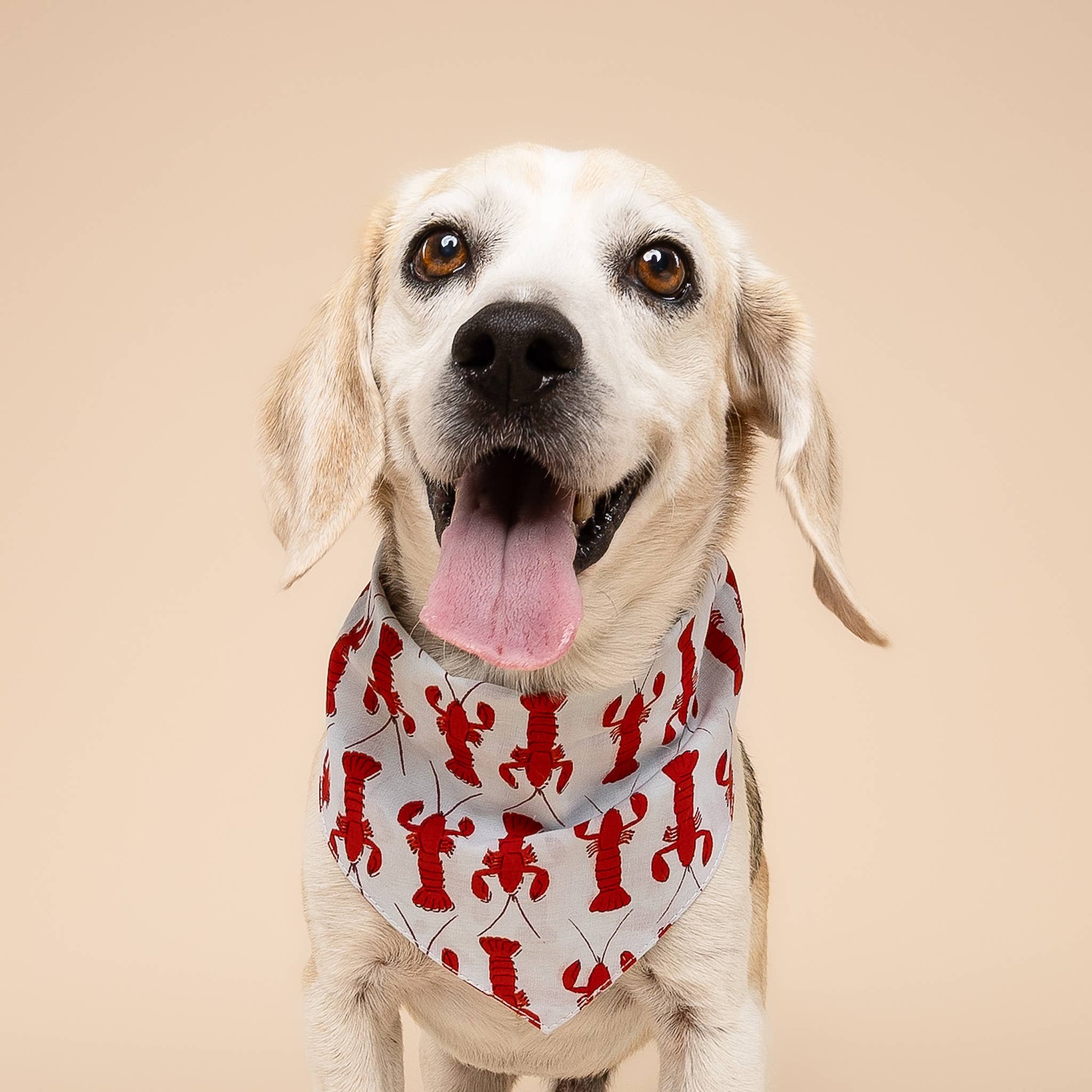 Coastal Lobster Dog Bandana 🦞 | Nautical Summer Pet Bandana