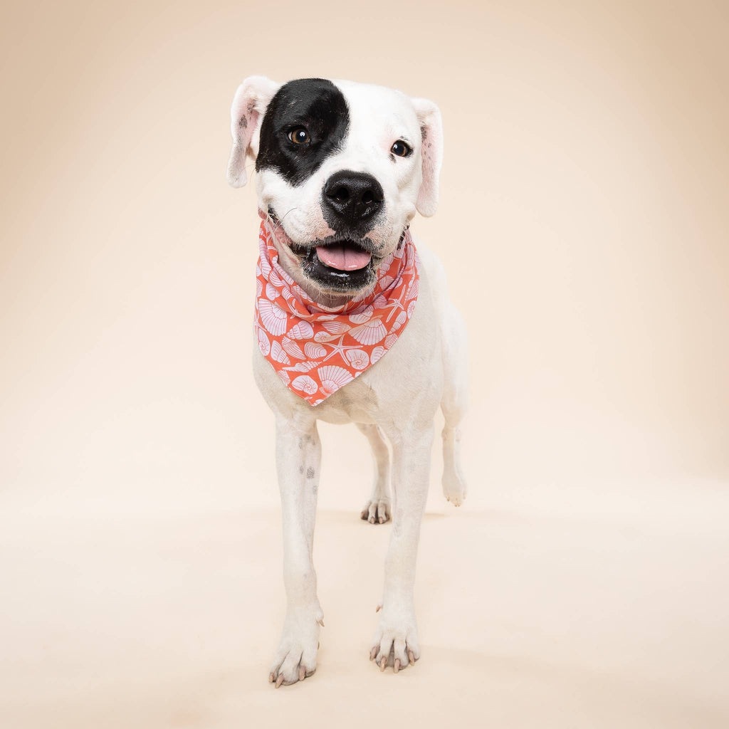 Seaside Shell Dog Bandana 🐚 | Tropical Beach Pet Bandana