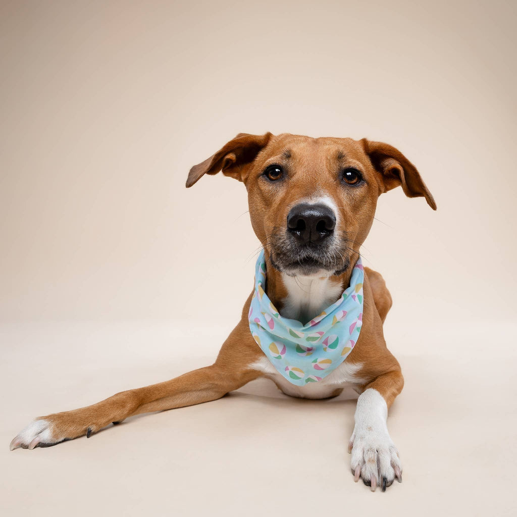 Sunny Beach Dog Bandana ☀️🌴 | Summer Pet Bandana