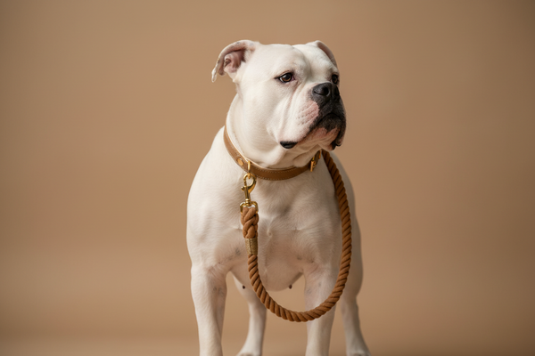 🐾 BOHIO YUKIYU™ Hazelnut Luxe Rope Leash
Curated Collection — Crafted by our artisan partner