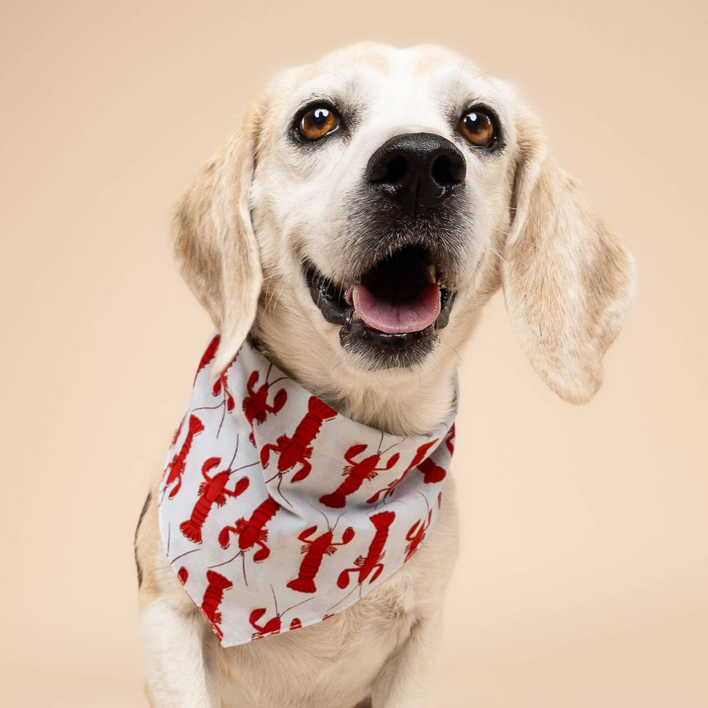 Coastal Lobster Dog Bandana 🦞 | Nautical Summer Pet Bandana