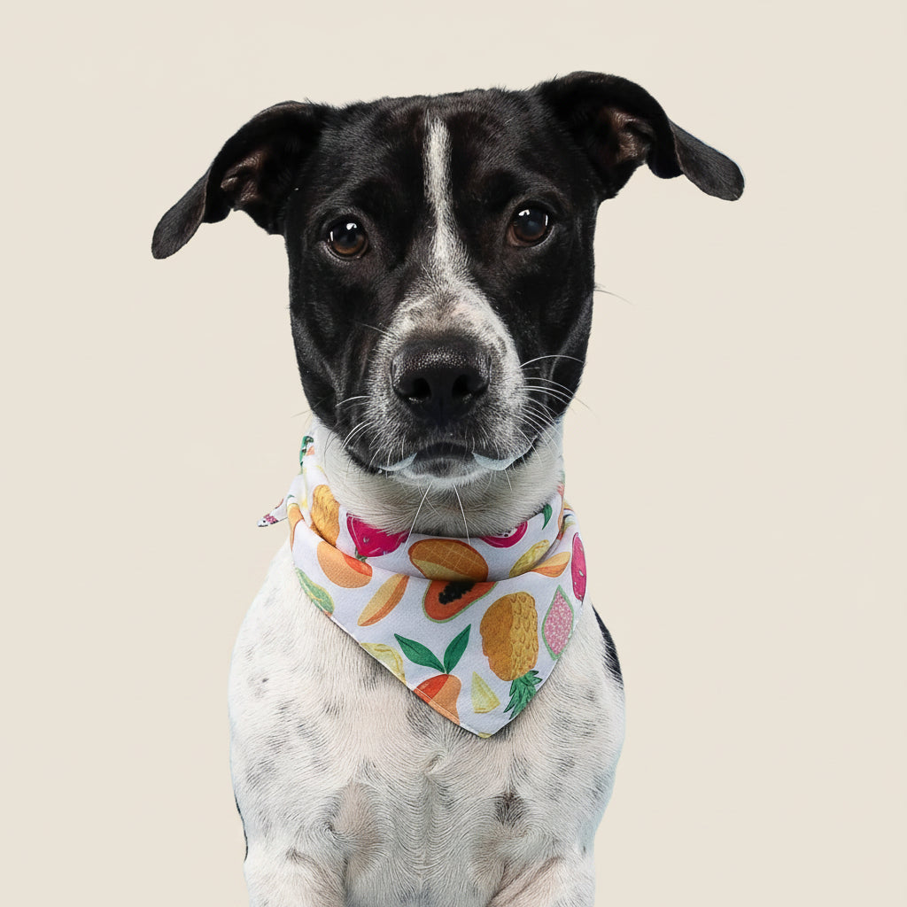 Fruity Cooling Dog Bandana 🍍🍉 | Lightweight Summer Pet Bandana