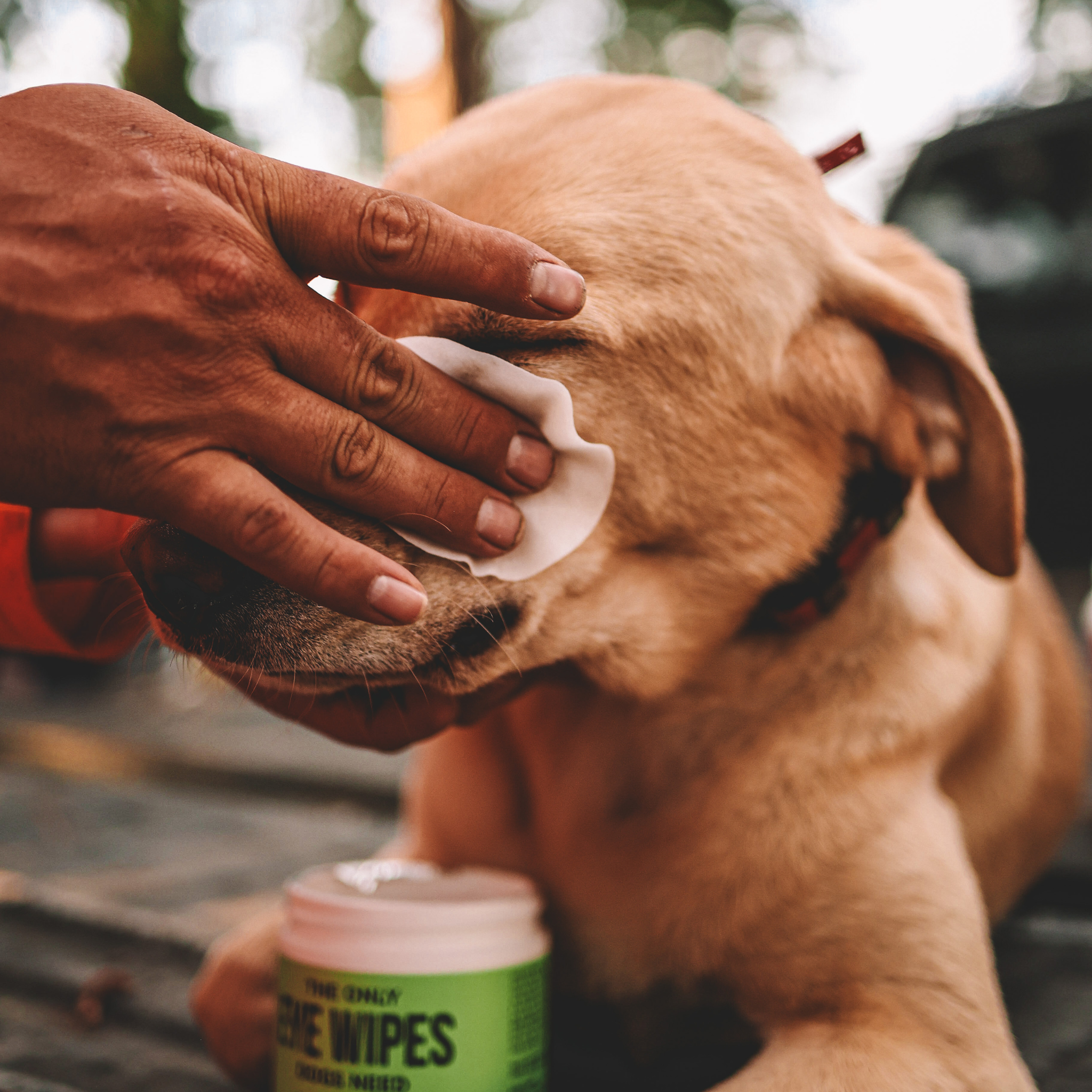 Gentle Eye Cleaning Wipes for Dogs – Tear & Debris Care/ Toallitas Suaves para Limpieza de Ojos – Cuidado Diario