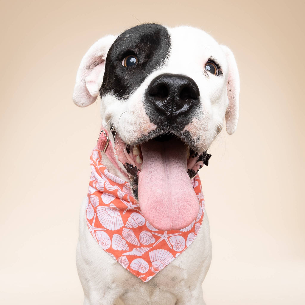 Seaside Shell Dog Bandana 🐚 | Tropical Beach Pet Bandana