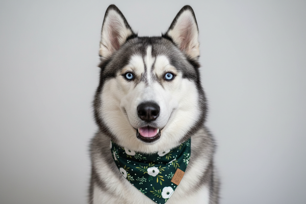 🐾 BOHIO YUKIYU™ Emerald Garden Reversible Bandana – Medium, Large
Midnight Floral | Botanical Bloom- Crafted by our artisan partner