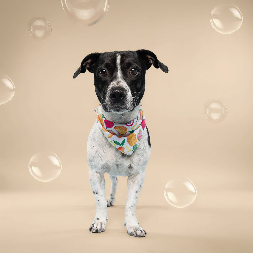 Fruity Cooling Dog Bandana 🍍🍉 | Lightweight Summer Pet Bandana