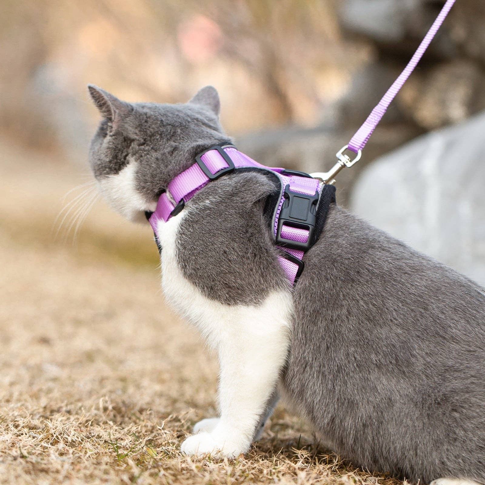 Reflective Cat Harness & Leash Set - Soft, No-Pull, Adjustable, Lilac (Small) / Arnes Reflectivo para Gatos con Correa a juego/Suave, Sin Ahogo, Ajustable - Lila (pequeño)