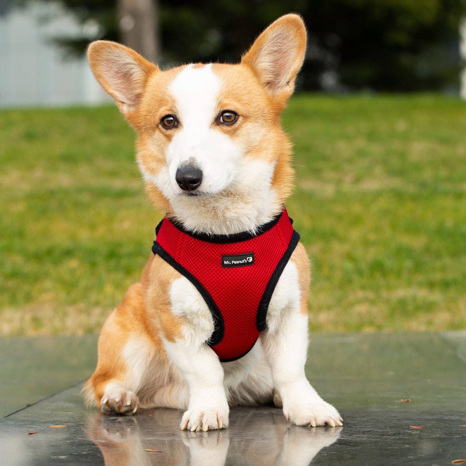 Spirit S,M, L- Soft Comfort Dog Harness – Lightweight, Secure & Easy Fit / Espiritu S,M,L - Arnés Soft Comfort para Perros – Liviano, Seguro y Cómodo