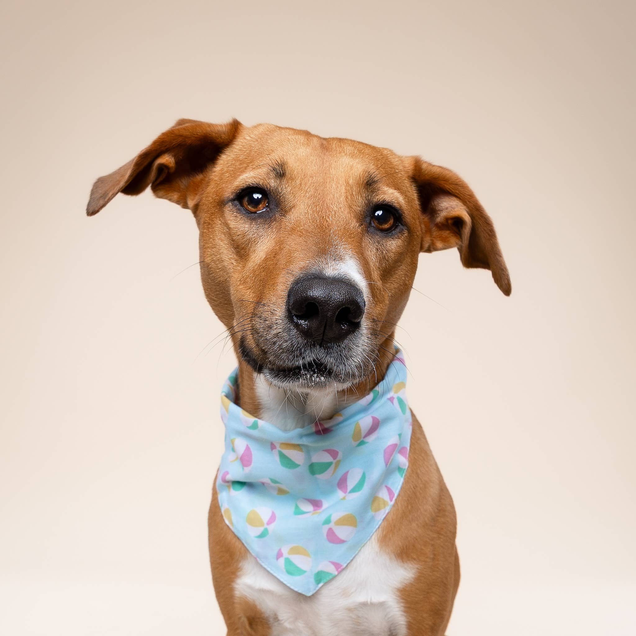 Sunny Beach Dog Bandana ☀️🌴 | Summer Pet Bandana
