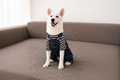 Denim Pet Jumpsuit – Dark Blue | Stylish & Comfortable Outfit 🐾 | Small Dogs & Cats