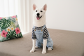 Denim Pet Jumpsuit – Cute, Stylish & Comfortable Outfit 🐾 | For Small Dogs & Cats