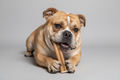 12” Bully Sticks | Bohío Yukiyu™ Long-Lasting Chews