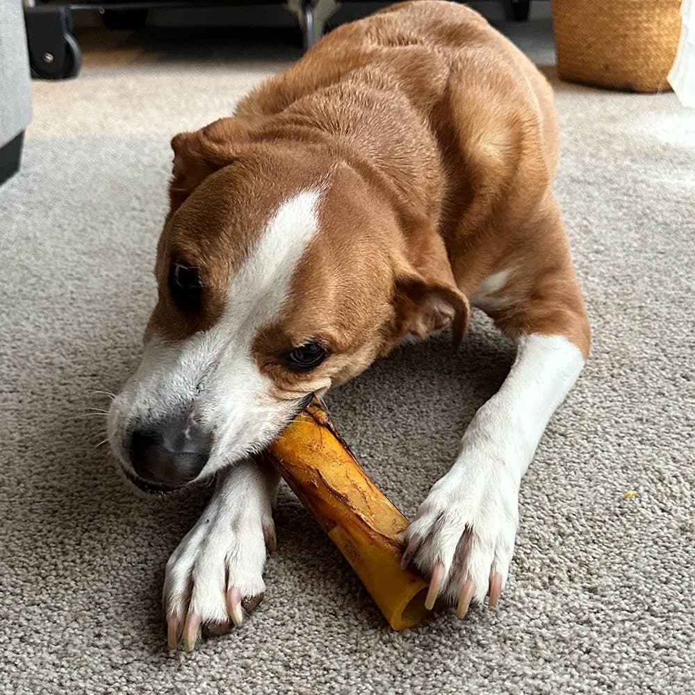 All-Natural Peanut Butter Stuffed Beef Femur – Long-Lasting Chew (3–4”)/ Hueso Natural de Fémur con Mantequilla de Maní – Masticable Duradero (3–4”)