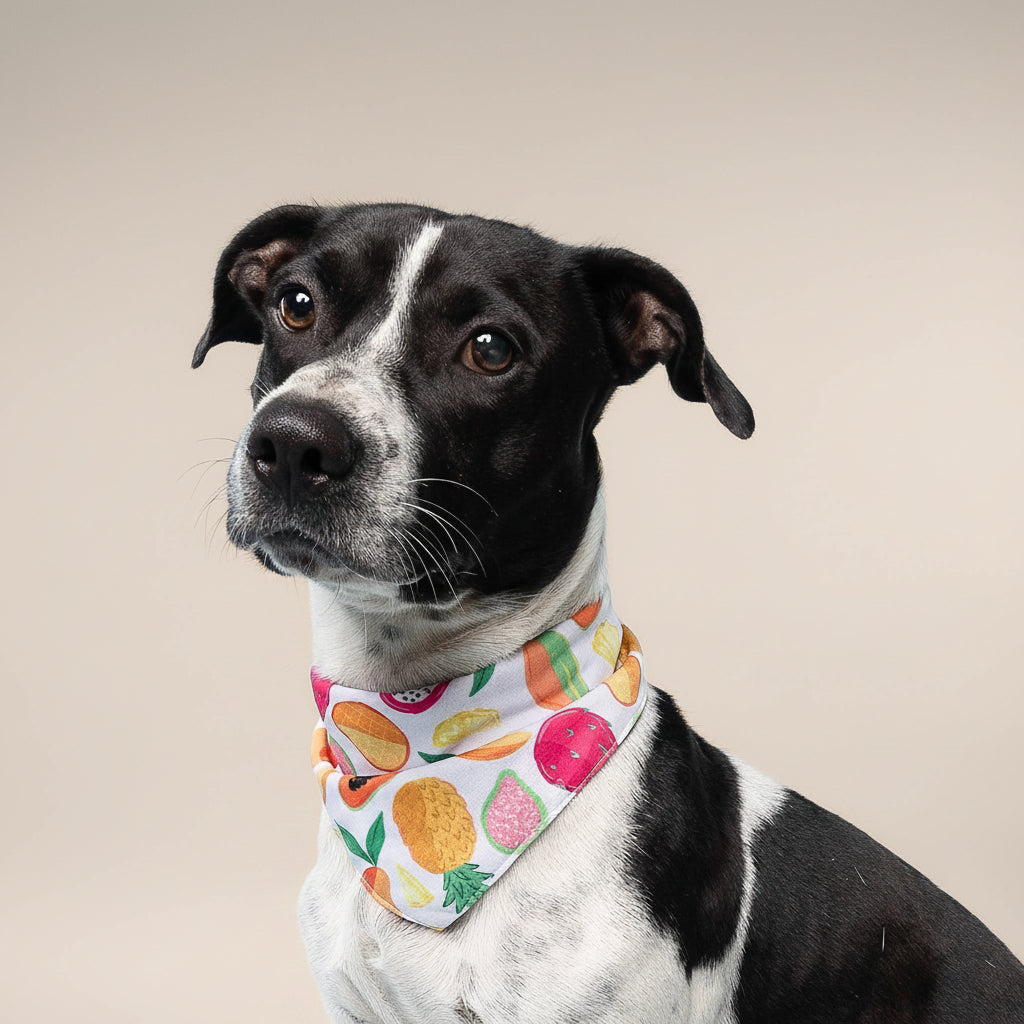 Fruity Cooling Dog Bandana 🍍🍉 | Lightweight Summer Pet Bandana