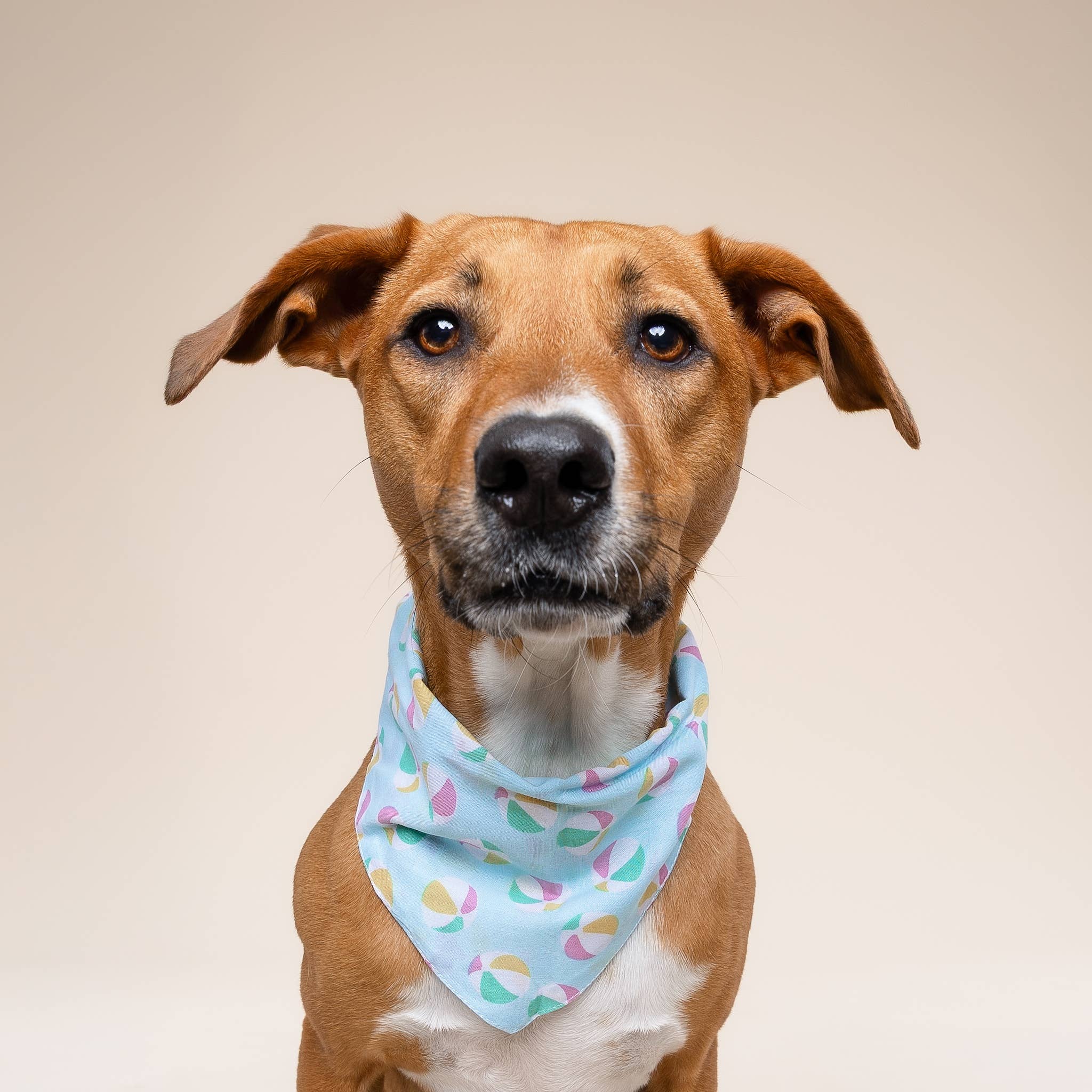 Sunny Beach Dog Bandana ☀️🌴 | Summer Pet Bandana