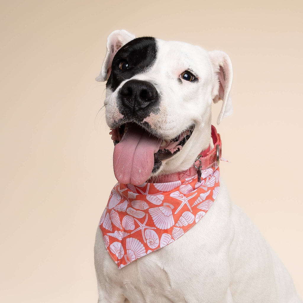 Seaside Shell Dog Bandana 🐚 | Tropical Beach Pet Bandana