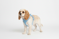 Easy Fit Dog Harness – Dusk Blue | Bohío Yukiyu™