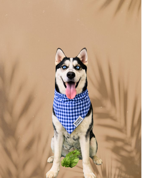 Bohío Yukiyu™ Tropical Pet Bandana – Soft, Stylish & Everyday Comfort | Bandana Bohío Yukiyu™ Tropical para Mascotas – Suave, Cómoda y con Estilo