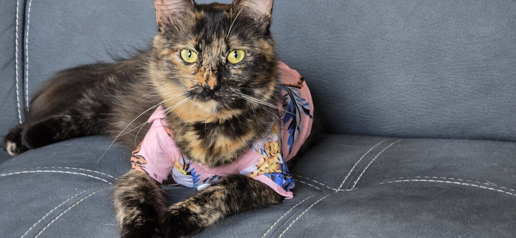 Tropical Pet Shirt – Blue Palm Summer Style 🌴🌊| Small Dogd & cats
